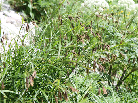 Carex scita
