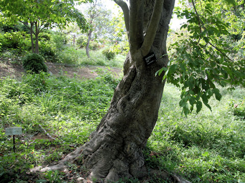 Acer cissifolium