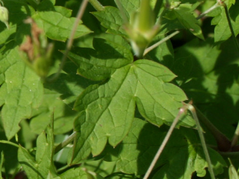 Geranium wilfordii