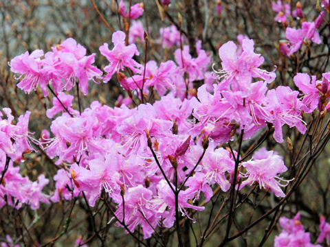 Rhododendron dilatatum