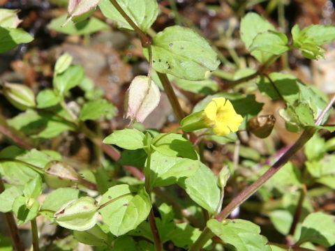 Mimulus nepalensis var. japonicus