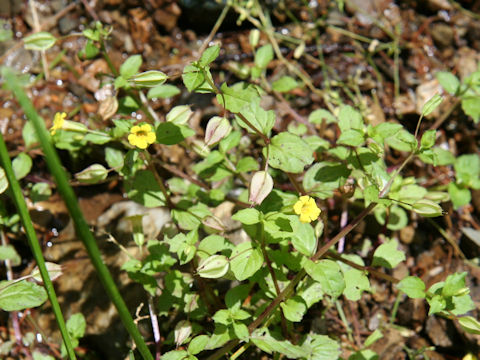 Mimulus nepalensis var. japonicus