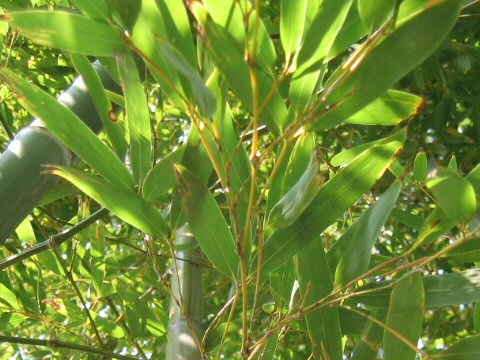 Phyllostachys pubescens