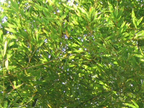 Phyllostachys pubescens