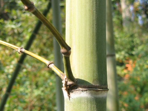 Phyllostachys pubescens