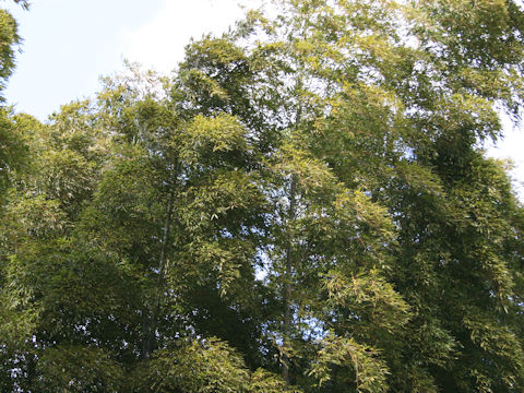 Phyllostachys pubescens