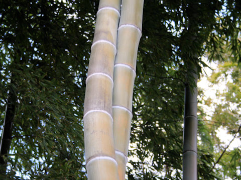 Phyllostachys pubescens