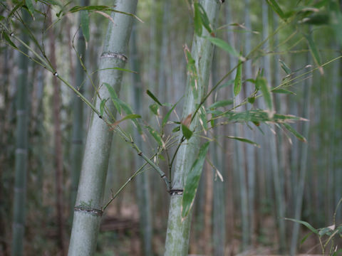 Phyllostachys pubescens