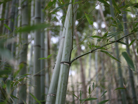 Phyllostachys pubescens