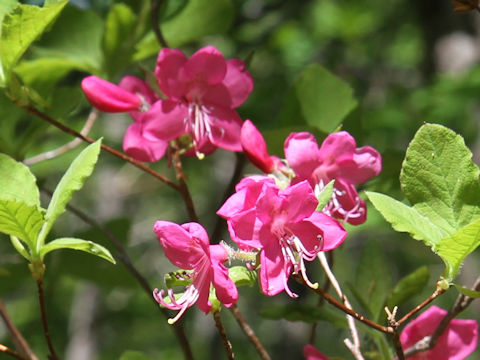 Rhododendron albrechtii