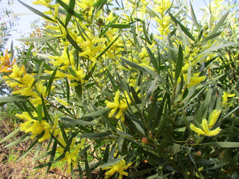 Acasia longifolia