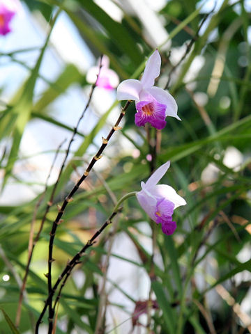 Arundina graminifolia