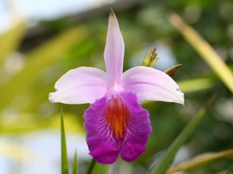 Arundina graminifolia