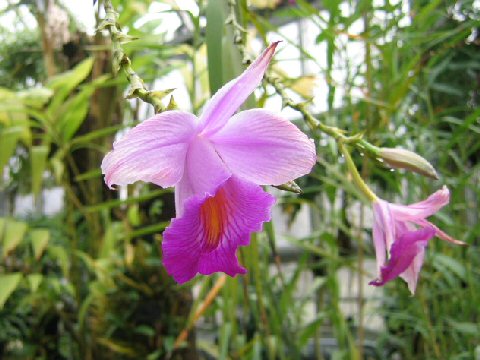 Arundina graminifolia