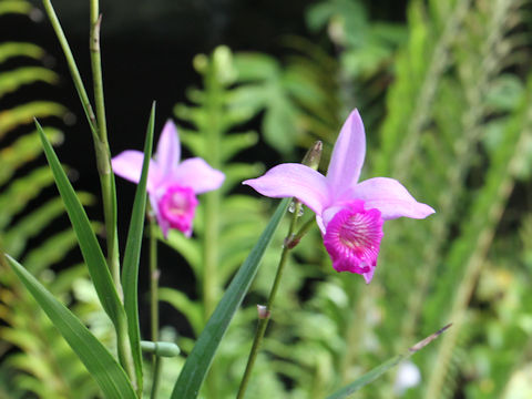 Arundina graminifolia