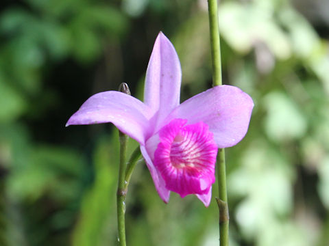 Arundina graminifolia