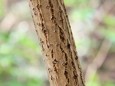 Sambucus racemosa ssp. sieboldiana