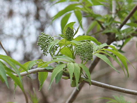Sambucus racemosa ssp. sieboldiana
