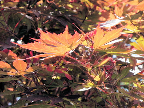 Acer amoenum cv. Sanguineum