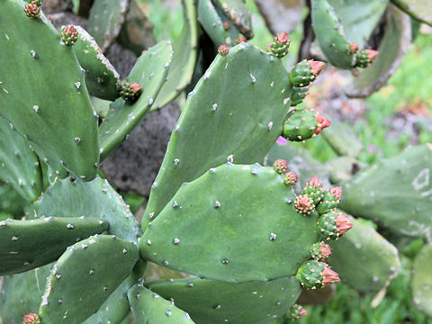 Nopalea cochenillifera