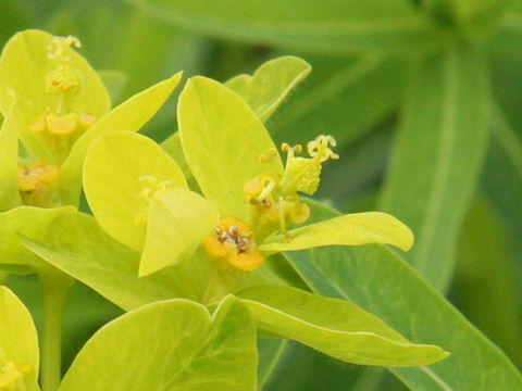 Euphorbia adenochlora