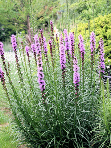 Liatris spicata