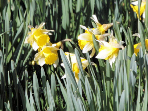 Narcissus pseudo-narcissus cv. Ice Follies
