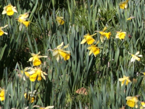 Narcissus pseudo-narcissus cv. Ice Follies