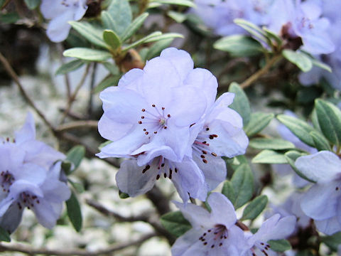 Rhododendron hippophaeoides