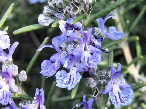 Rosmarinus officinalis