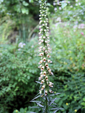 Digitalis trojana