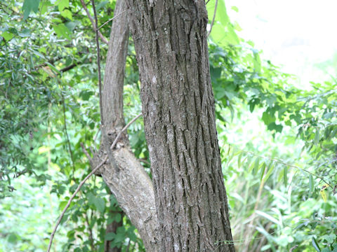 Salix eriocarpa