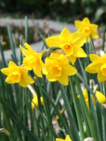 Narcissus jonquilla cv. Sweetness