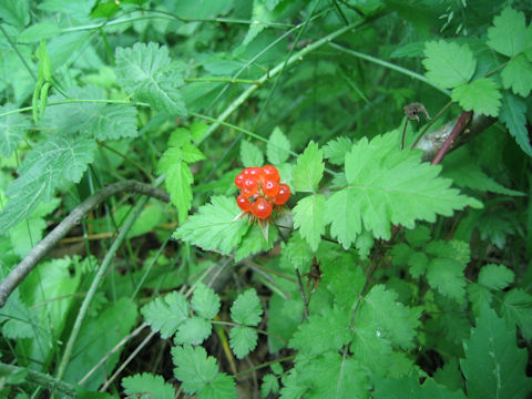 Rubus pungens var. oldhamii