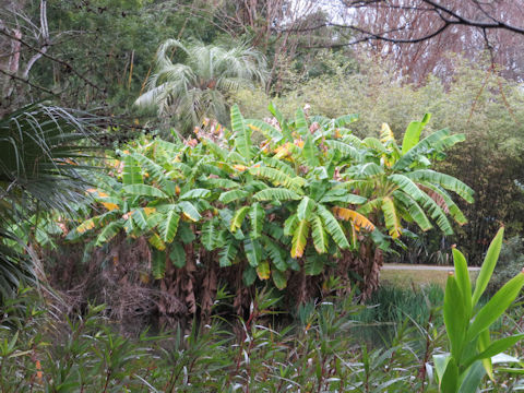Musa acuminata cv. Dwarf Cavendish