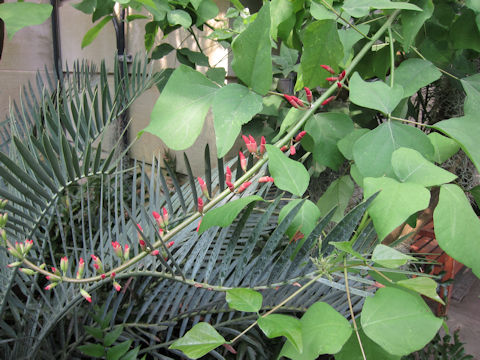 Erythrina x bidwillii