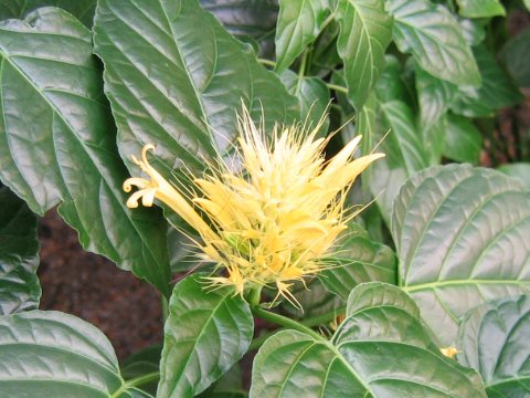 Schaueria calycotricha