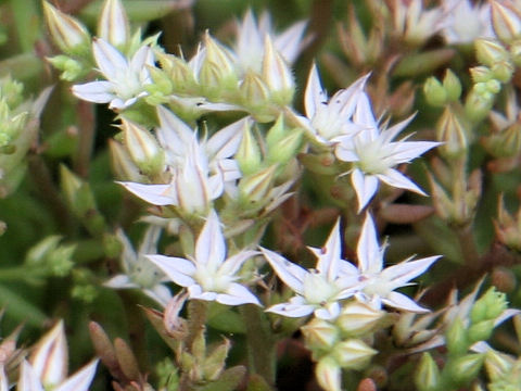 Sedum hispanicum