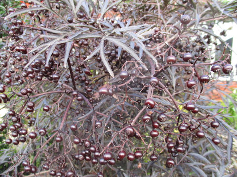 Sambucus nigra cv. Black Lace