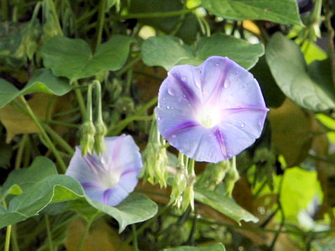 Ipomoea tricolor cv. Blue Star