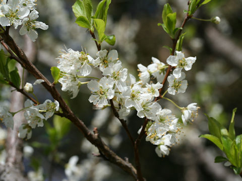 Prunus salicina cv. Santa Rosa