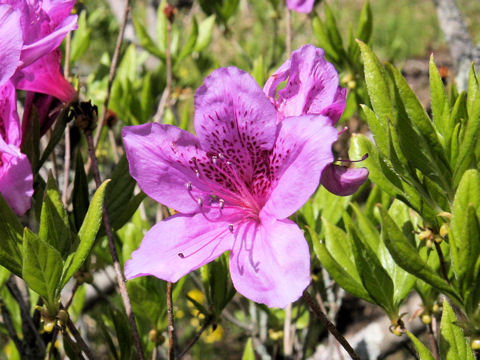 Rhododendron yedoense var. yedoense f. poukhanense