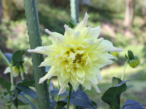 Dahlia hybrida cv. Oboro
