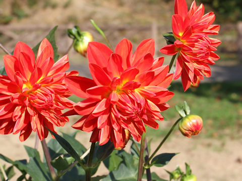 Dahlia hybrida cv. Red Velvet