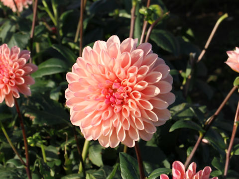 Dahlia hybrida cv. Washida Rose