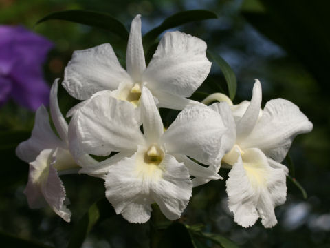 Dendrobium formidible cv. Hawaiian King