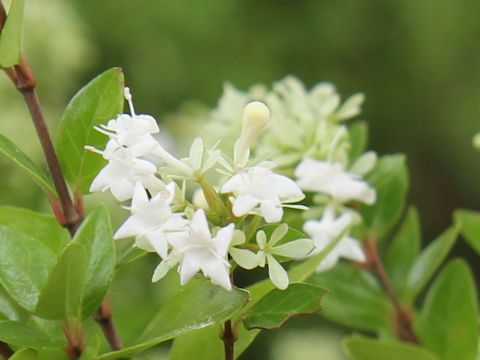 Abelia chinensis var. ionandra