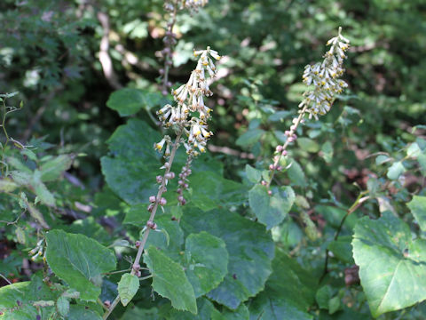 Cacalia farfaraefolia var. bulbifera