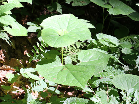 Cacalia farfaraefolia var. bulbifera