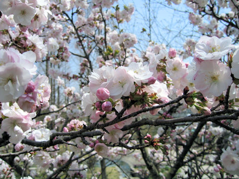 Prunus x sieboldii cv. Caespitosa